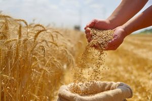 wheat varieties in india